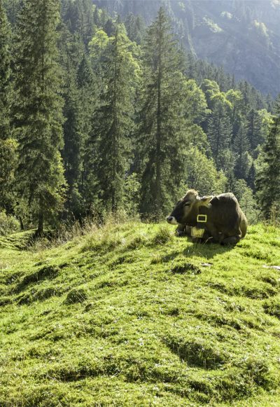Goldene Herbsttage im Allgäu | Gästehaus Ender Goldene Herbsttage im Allgäu | Gästehaus Ender